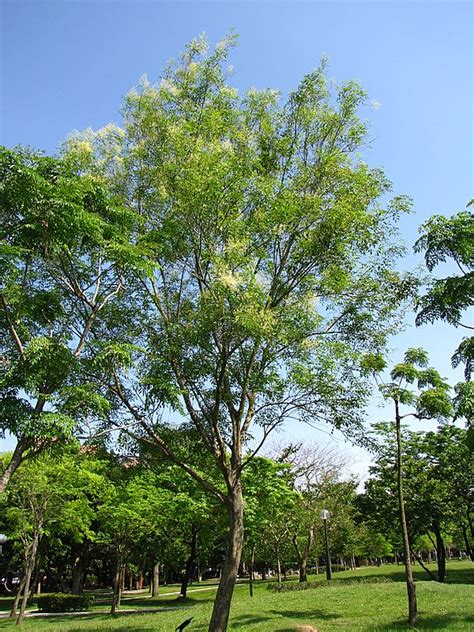 光臘樹花期|光蠟樹:形態特徵,近種區別,生長環境,分布範圍,繁殖方。